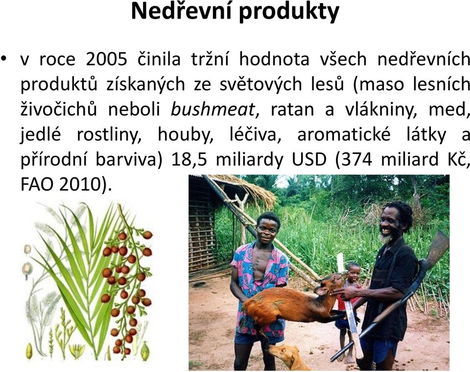 bushmeat, ratan a vlákniny, med, jedlé rostliny, houby, léčiva,