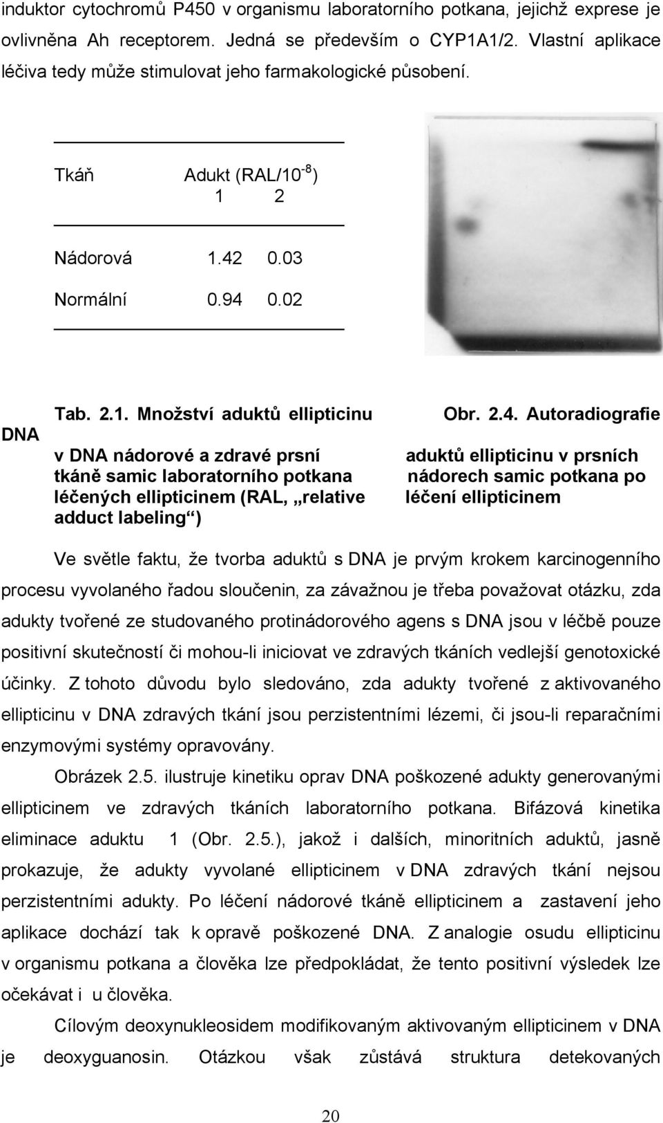 -8 ) 1 2 Nádorová 1.42 0.03 Normální 0.94 0.02 DNA Tab. 2.1. Množství aduktů ellipticinu v DNA nádorové a zdravé prsní tkáně samic laboratorního potkana léčených ellipticinem (RAL, relative adduct labeling ) br.