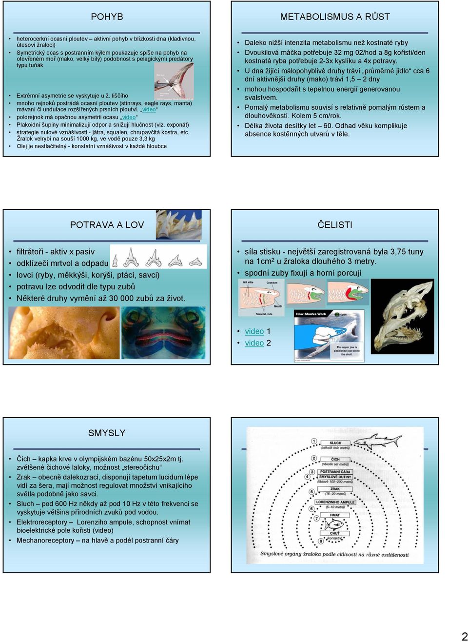 liščího mnoho rejnoků postrádá ocasní ploutev (stinrays, eagle rays, manta) mávaní či undulace rozšířených prsních ploutví.