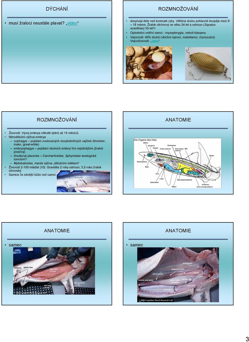 Vejcorodí: 40% druhů (všichni rejnoci, malotlamci, různozubci) Vejcoživorodí: video ROZMNOŽOVÁNÍ ANATOMIE Živorodí: Vývoj embrya několik týdnů až 15 měsíců.