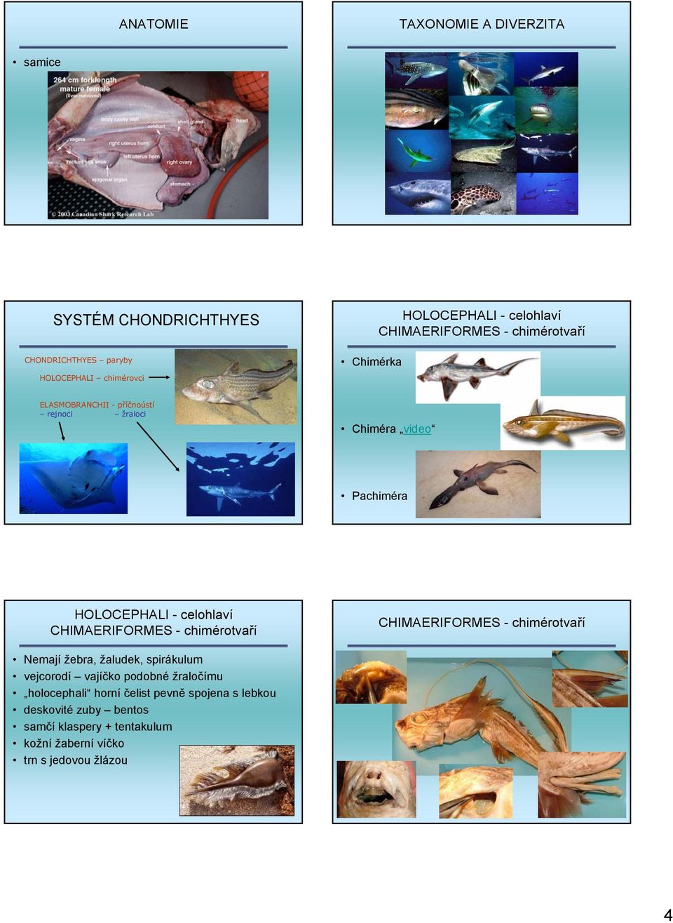 CHIMAERIFORMES - chimérotvaří CHIMAERIFORMES - chimérotvaří Nemají žebra, žaludek, spirákulum vejcorodí vajíčko podobné žraločímu