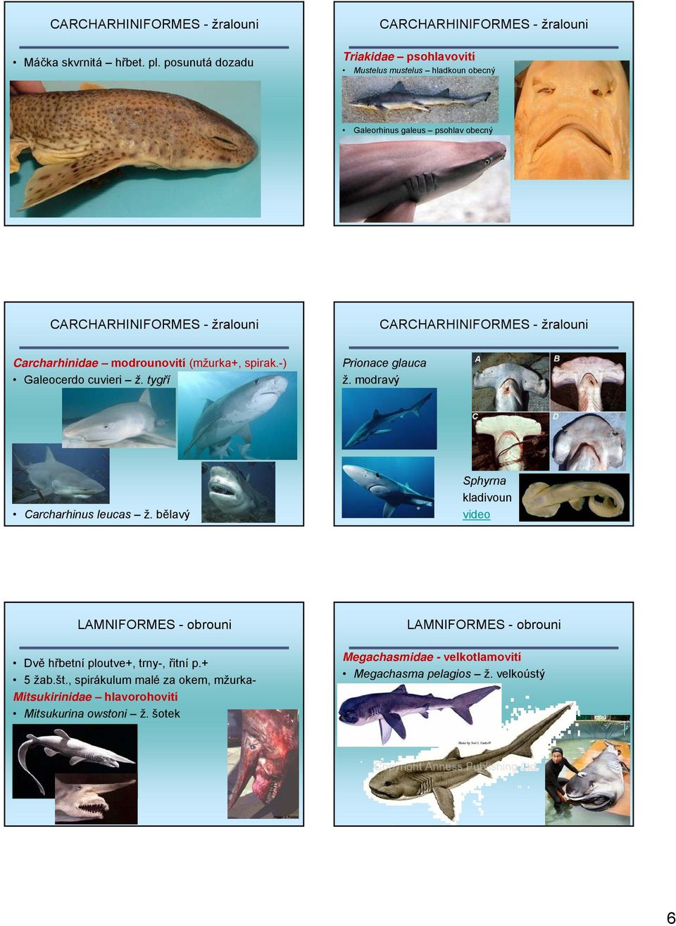 CARCHARHINIFORMES - žralouni Carcharhinidae modrounovití (mžurka+, spirak.-) Galeocerdo cuvieri ž. tygří Prionace glauca ž. modravý Carcharhinus leucas ž.