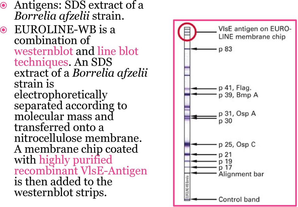 An SDS extract of a Borrelia afzelii strain is electrophoretically separated according to