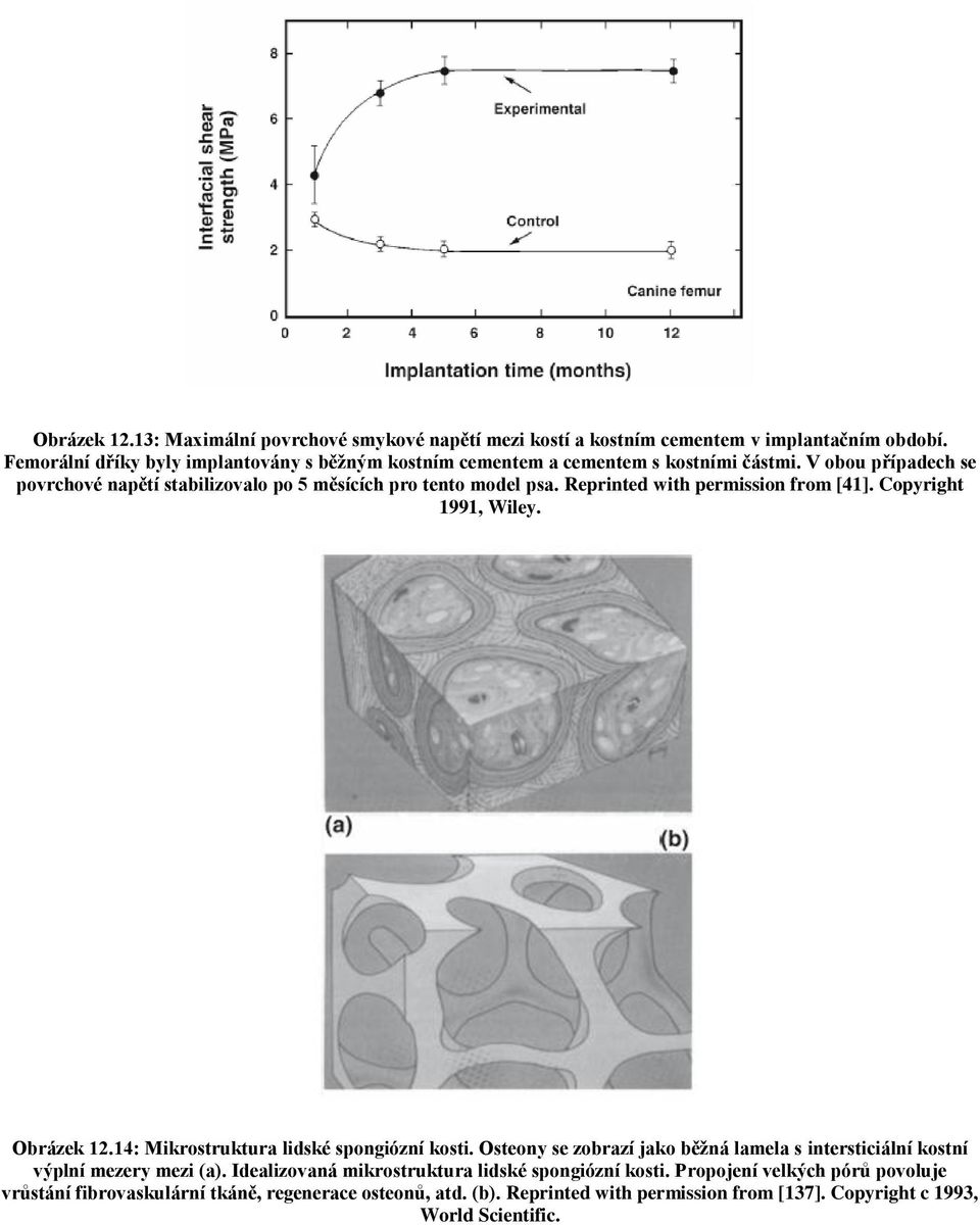 Reprinted with permission from [41]. Copyright 1991, Wiley. Obrázek 12.14: Mikrostruktura lidské spongiózní kosti.