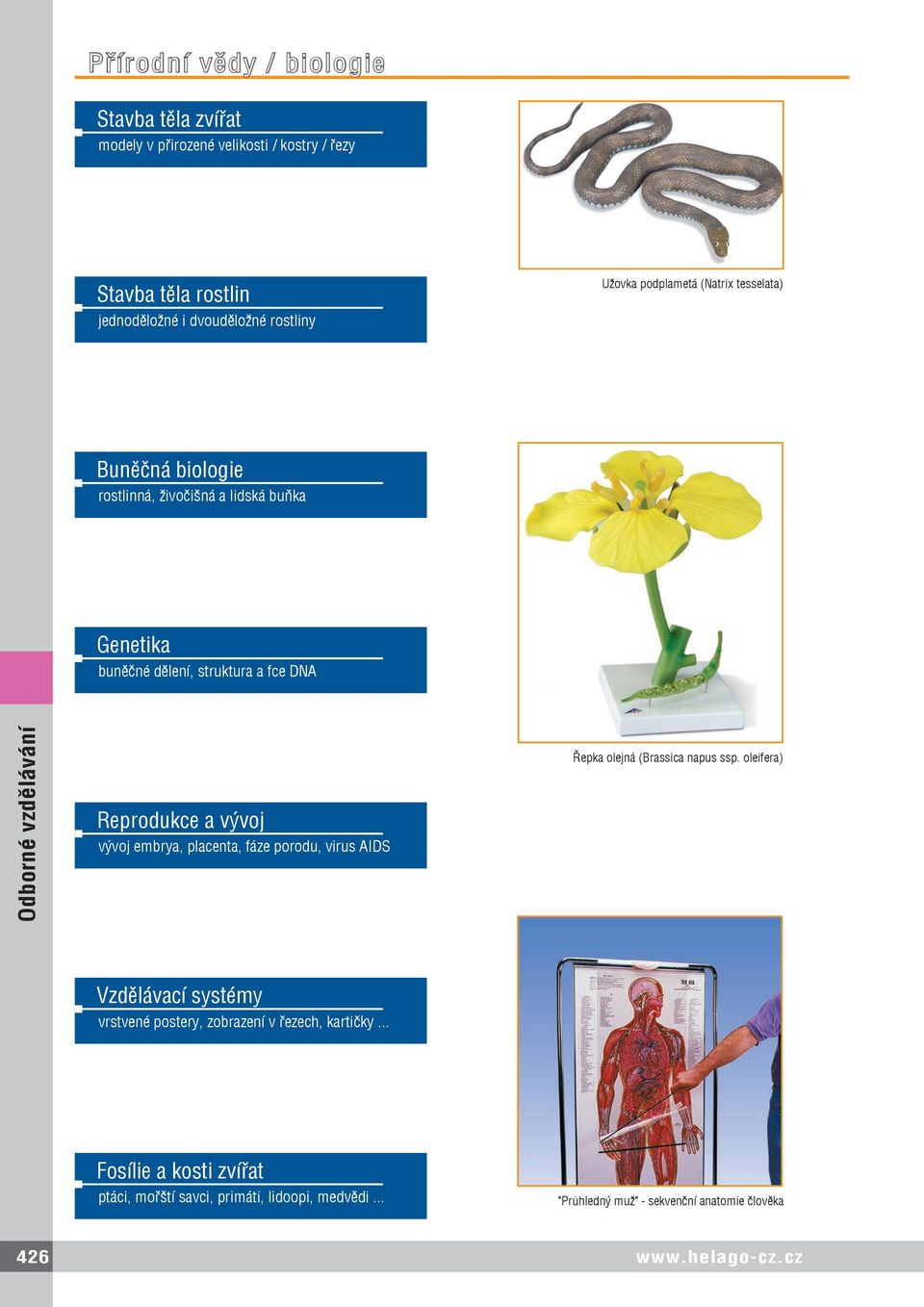 vývoj vývoj embrya, placenta, fáze porodu, virus AIDS Řepka olejná (Brassica napus ssp.