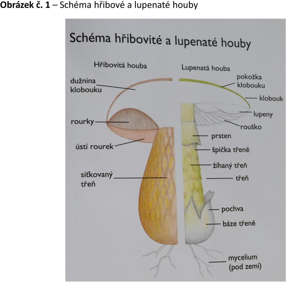 hřibové a