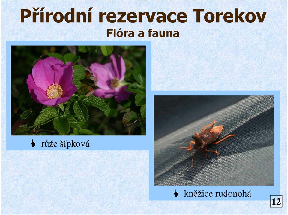 fauna růže šípková