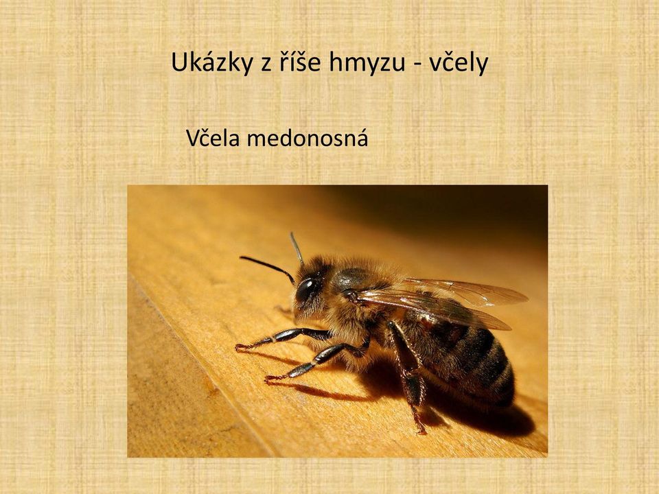 - včely