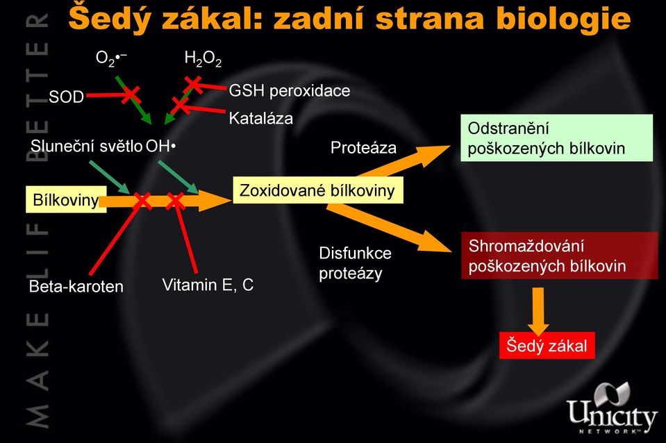 bílkoviny Odstranění poškozených bílkovin Beta-karoten Vitamin