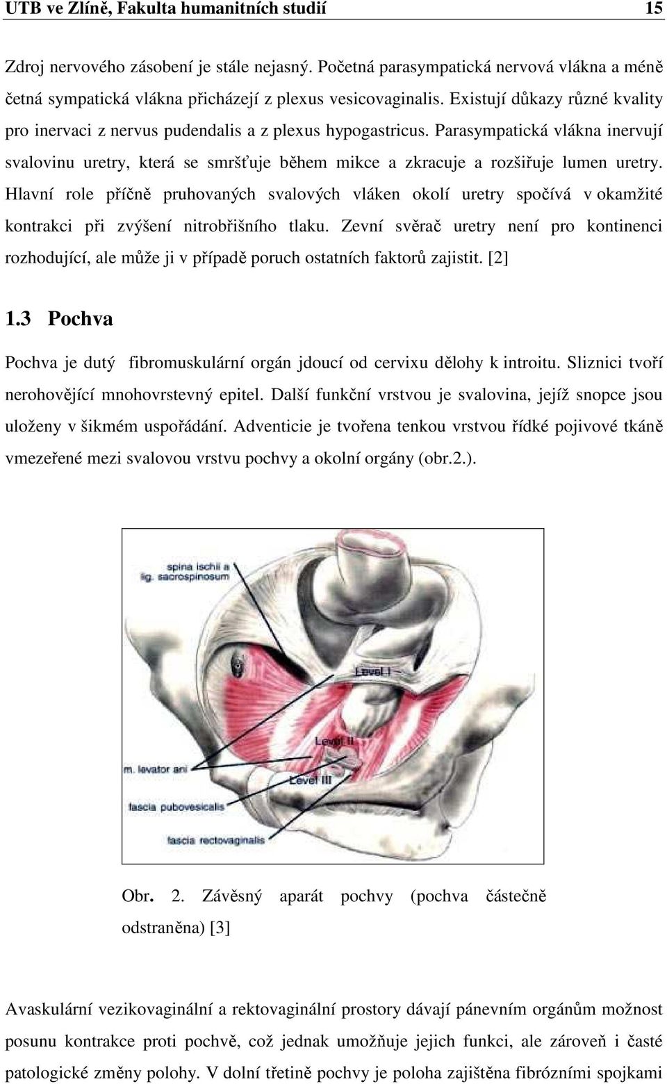 Parasympatická vlákna inervují svalovinu uretry, která se smršťuje během mikce a zkracuje a rozšiřuje lumen uretry.