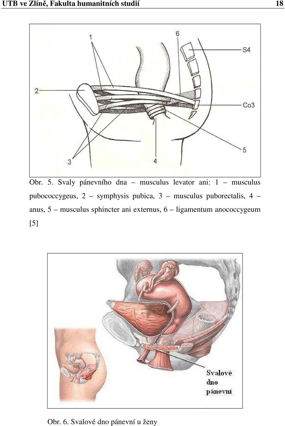 2 symphysis pubica, 3 musculus puborectalis, 4 anus, 5 musculus