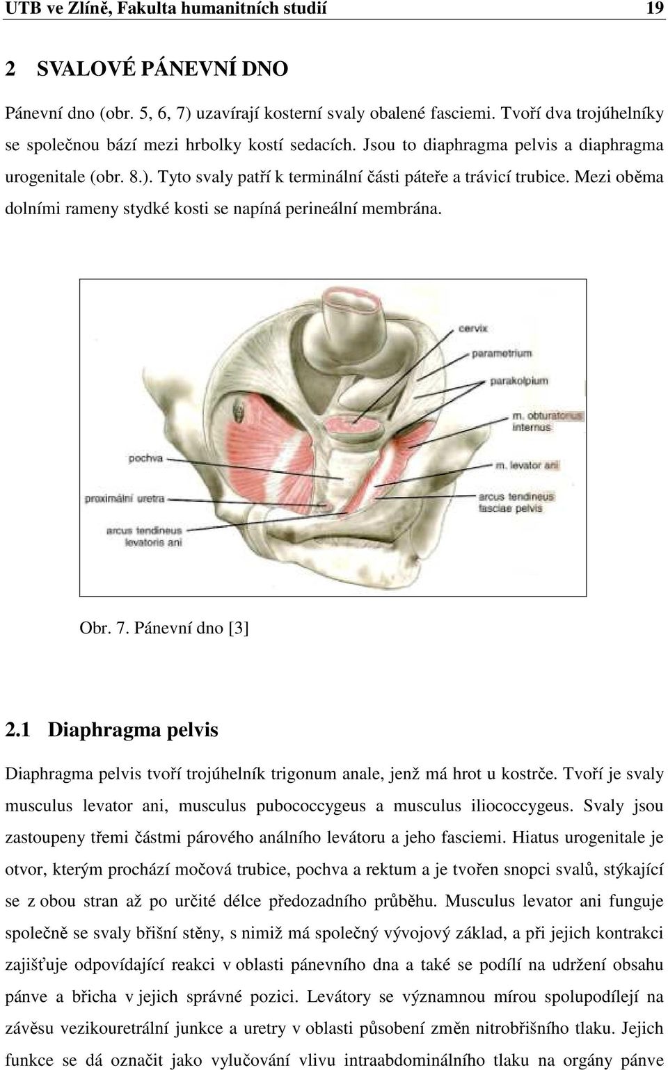 Mezi oběma dolními rameny stydké kosti se napíná perineální membrána. Obr. 7. Pánevní dno [3] 2.1 Diaphragma pelvis Diaphragma pelvis tvoří trojúhelník trigonum anale, jenž má hrot u kostrče.