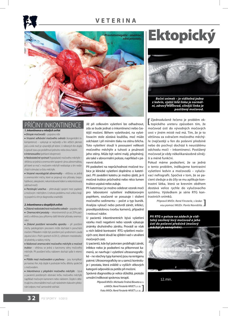 Inkontinence u mladých zvířat Ektopie močovodů popsáno níže Vrozené selhávání močového svěrače (kongenitální inkompetence) vyskytuje se nejčastěji u fen větších plemen psů a únik moči je výraznější