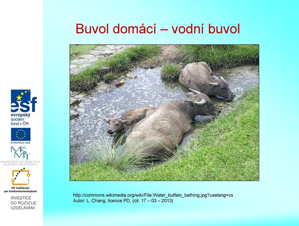 org/wiki/file:water_buffalo_bathing.