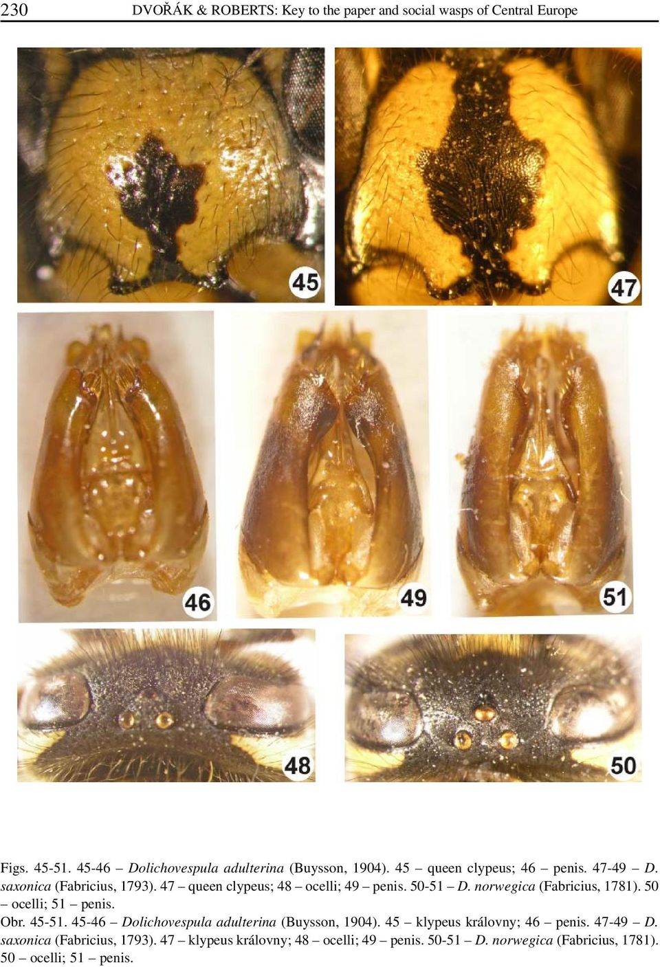 47 queen clypeus; 48 ocelli; 49 penis. 50-51 D. norwegica (Fabricius, 1781). 50 ocelli; 51 penis. Obr. 45-51.