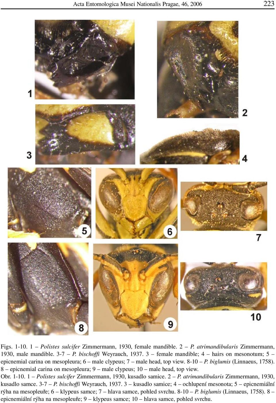 8 epicnemial carina on mesopleura; 9 male clypeus; 10 male head, top view. Obr. 1-10. 1 Polistes sulcifer Zimmermann, 1930, kusadlo samice. 2 P. atrimandibularis Zimmermann, 1930, kusadlo samce.