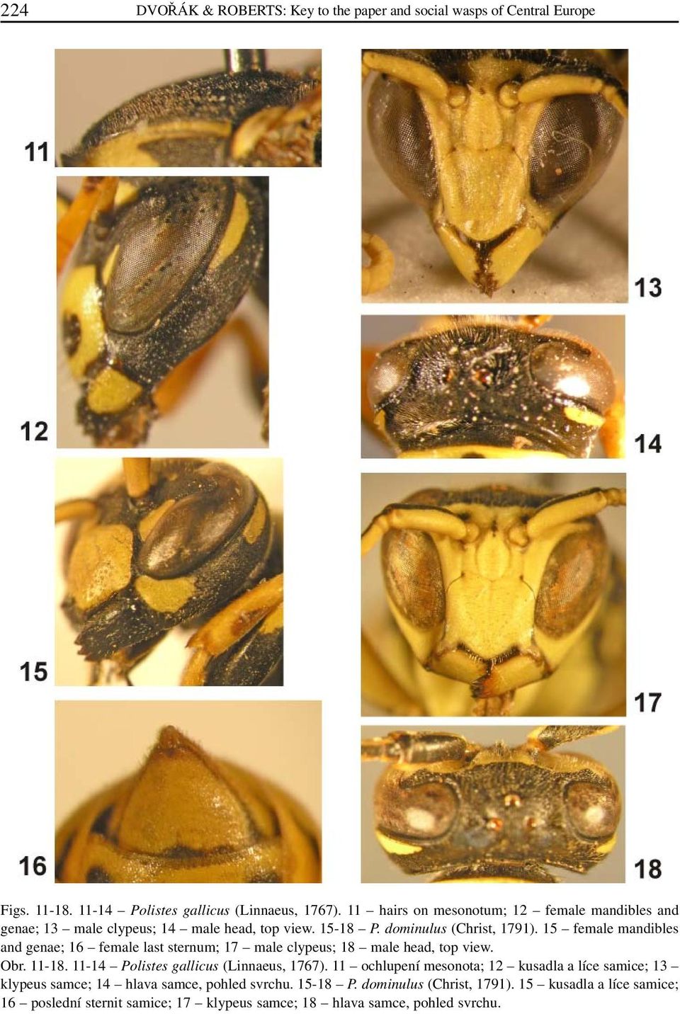 15 female mandibles and genae; 16 female last sternum; 17 male clypeus; 18 male head, top view. Obr. 11-18. 11-14 Polistes gallicus (Linnaeus, 1767).