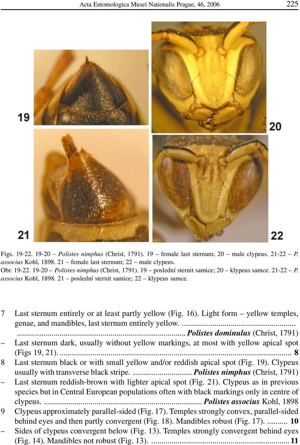 21 poslední sternit samice; 22 klypeus samce. 7 Last sternum entirely or at least partly yellow (Fig. 16). Light form yellow temples, genae, and mandibles, last sternum entirely yellow.