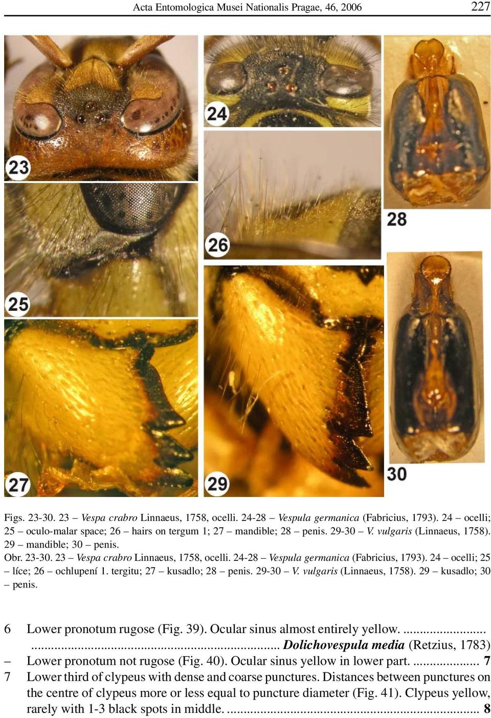 24-28 Vespula germanica (Fabricius, 1793). 24 ocelli; 25 líce; 26 ochlupení 1. tergitu; 27 kusadlo; 28 penis. 29-30 V. vulgaris (Linnaeus, 1758). 29 kusadlo; 30 penis. 6 Lower pronotum rugose (Fig.