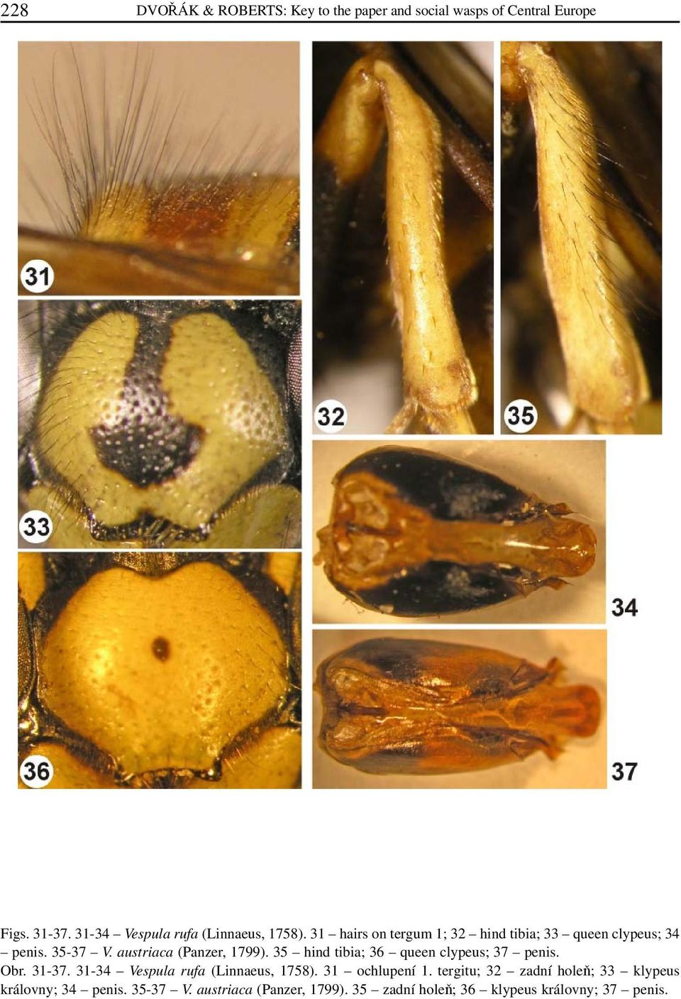 austriaca (Panzer, 1799). 35 hind tibia; 36 queen clypeus; 37 penis. Obr. 31-37. 31-34 Vespula rufa (Linnaeus, 1758).