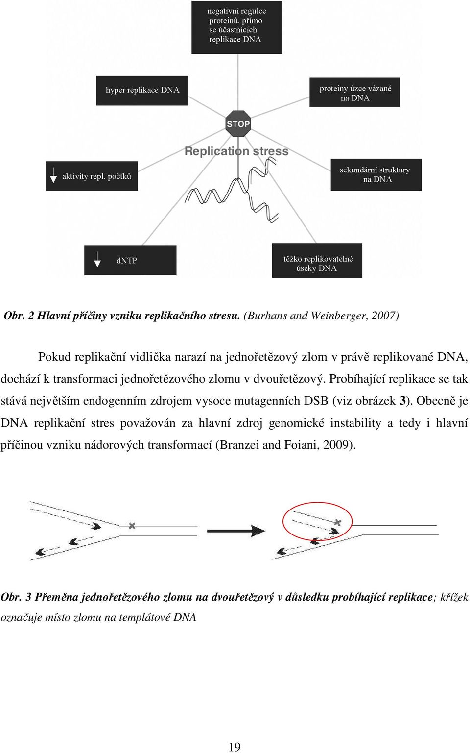 v dvouřetězový. Probíhající replikace se tak stává největším endogenním zdrojem vysoce mutagenních DSB (viz obrázek 3).