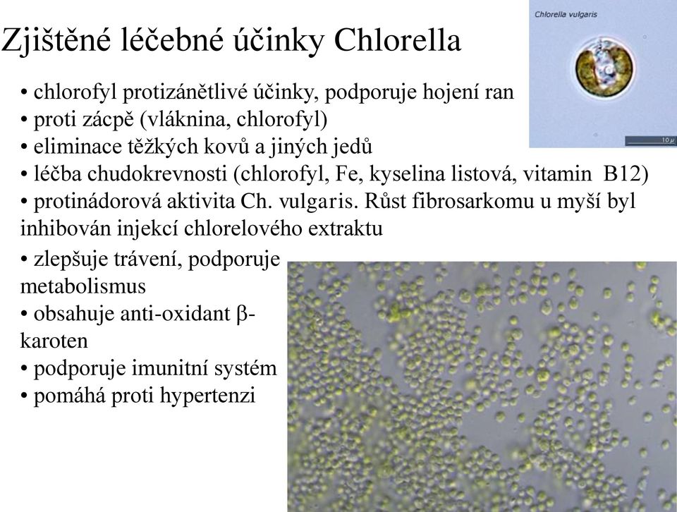 B12) protinádorová aktivita Ch. vulgaris.