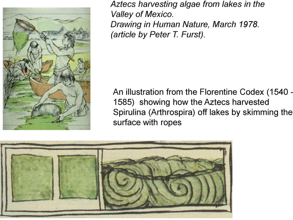An illustration from the Florentine Codex (1540-1585) showing how the