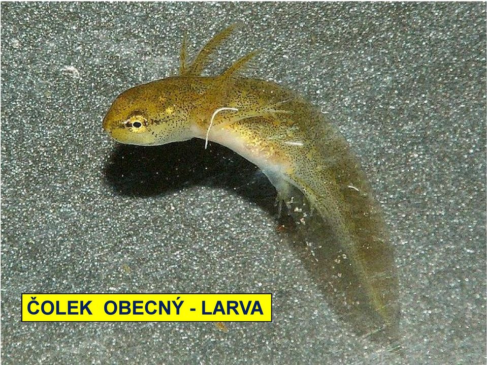 LARVA