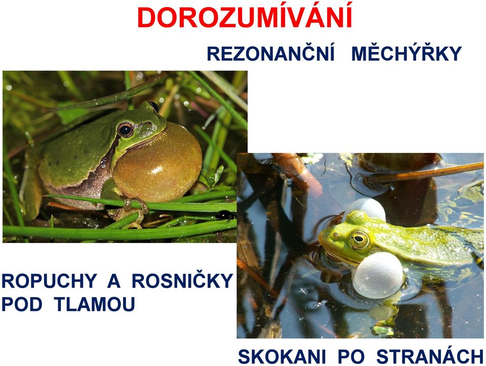 ROPUCHY A ROSNIČKY