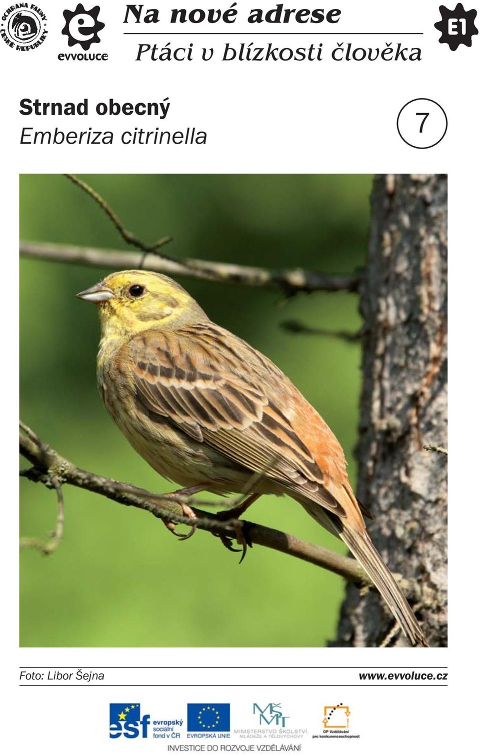 Strnad obecný Emberiza