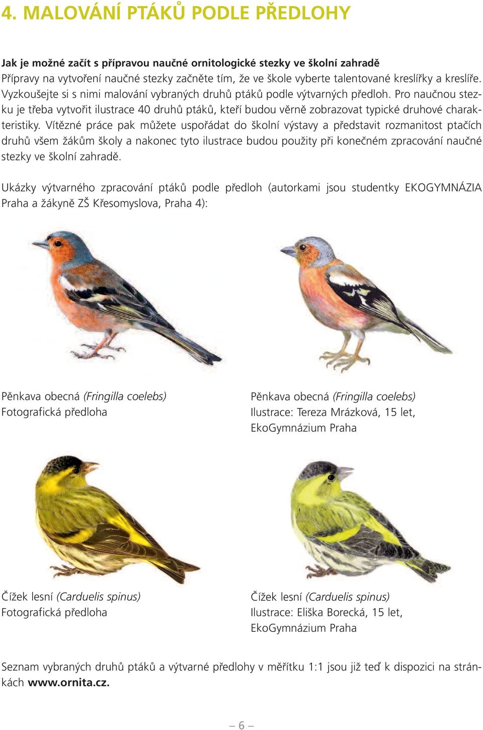 Pro naučnou stezku je třeba vytvořit ilustrace 40 druhů ptáků, kteří budou věrně zobrazovat typické druhové charakteristiky.