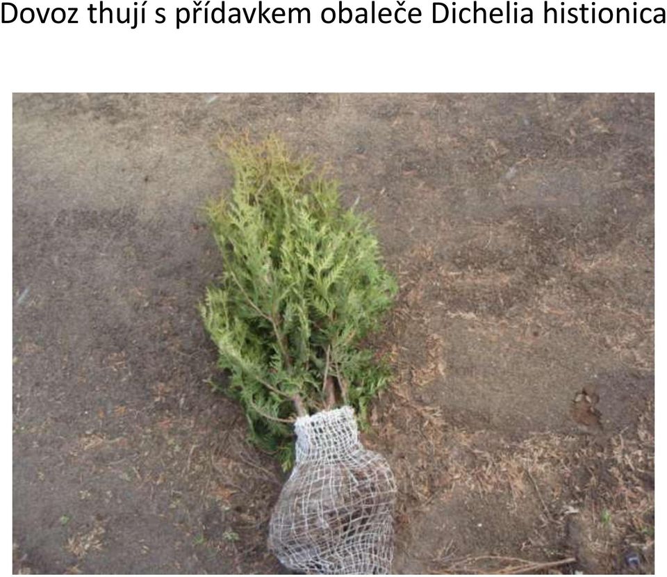 obaleče