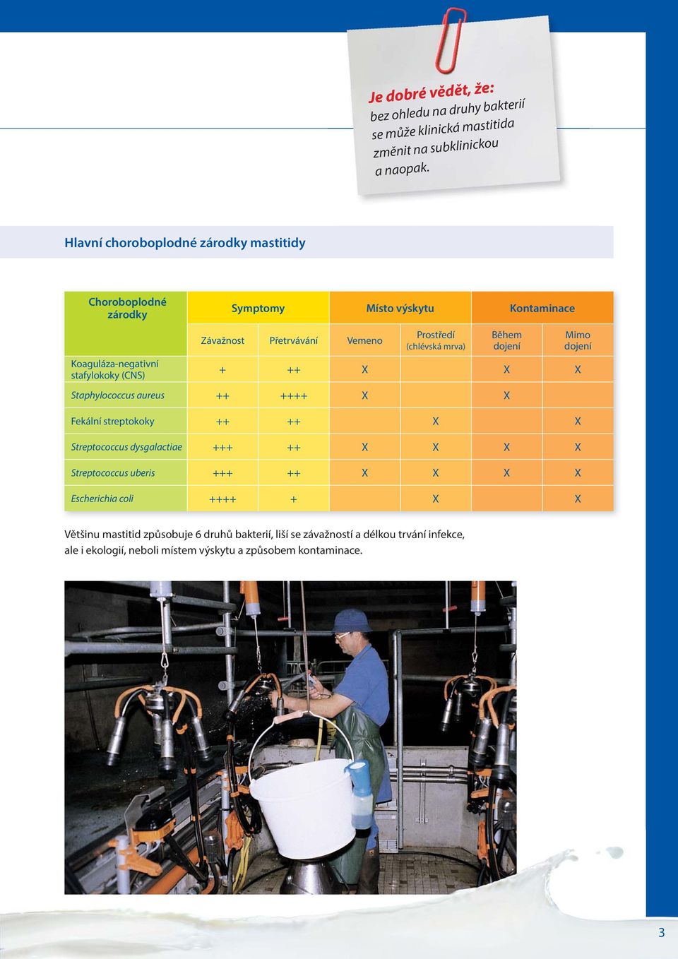 Prostředí (chlévská mrva) Během dojení Mimo dojení + ++ X X X Staphylococcus aureus ++ ++++ X X Fekální streptokoky ++ ++ X X Streptococcus dysgalactiae +++ ++ X X