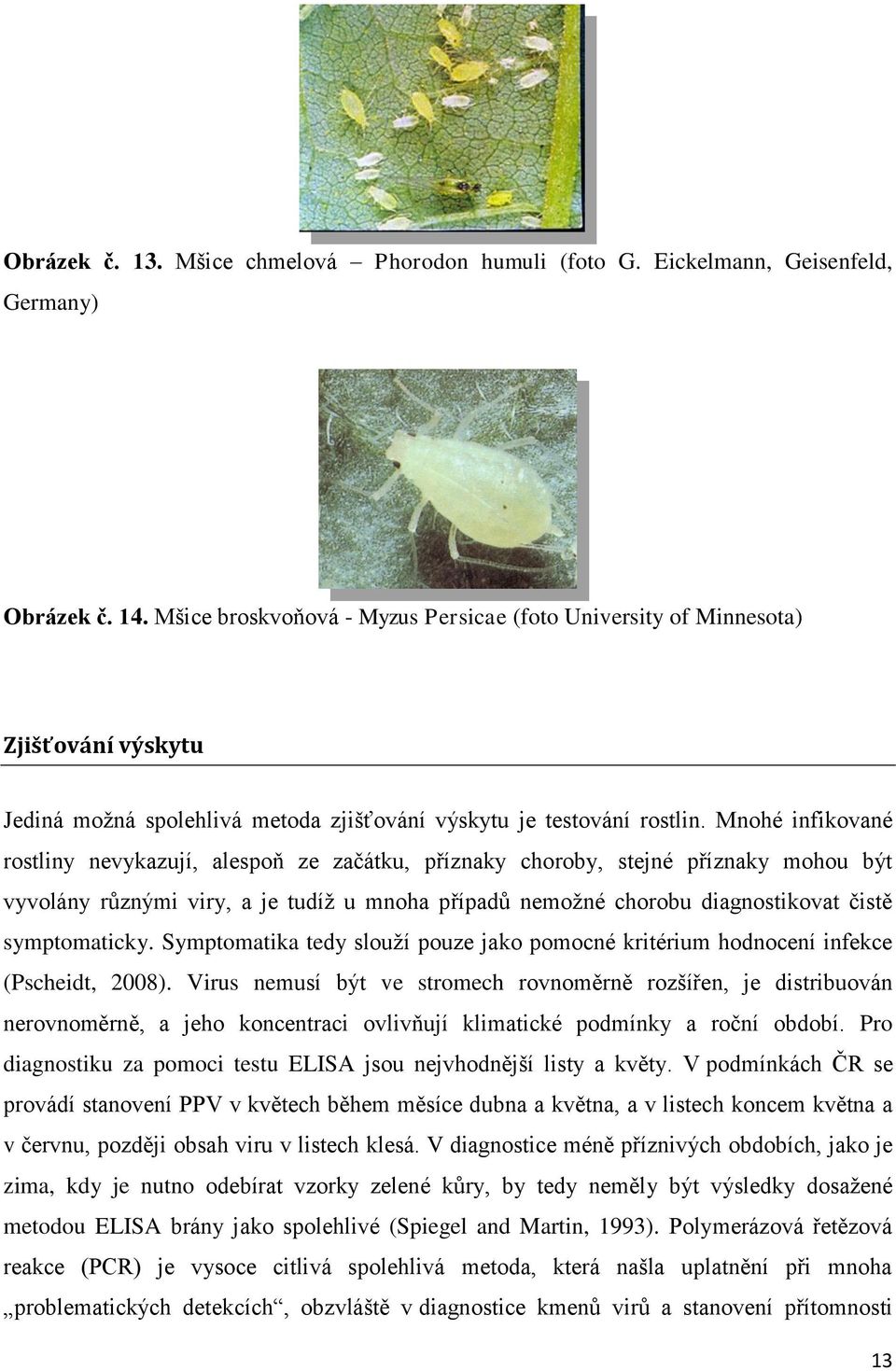 Mnohé infikované rostliny nevykazují, alespoň ze začátku, příznaky choroby, stejné příznaky mohou být vyvolány různými viry, a je tudíž u mnoha případů nemožné chorobu diagnostikovat čistě