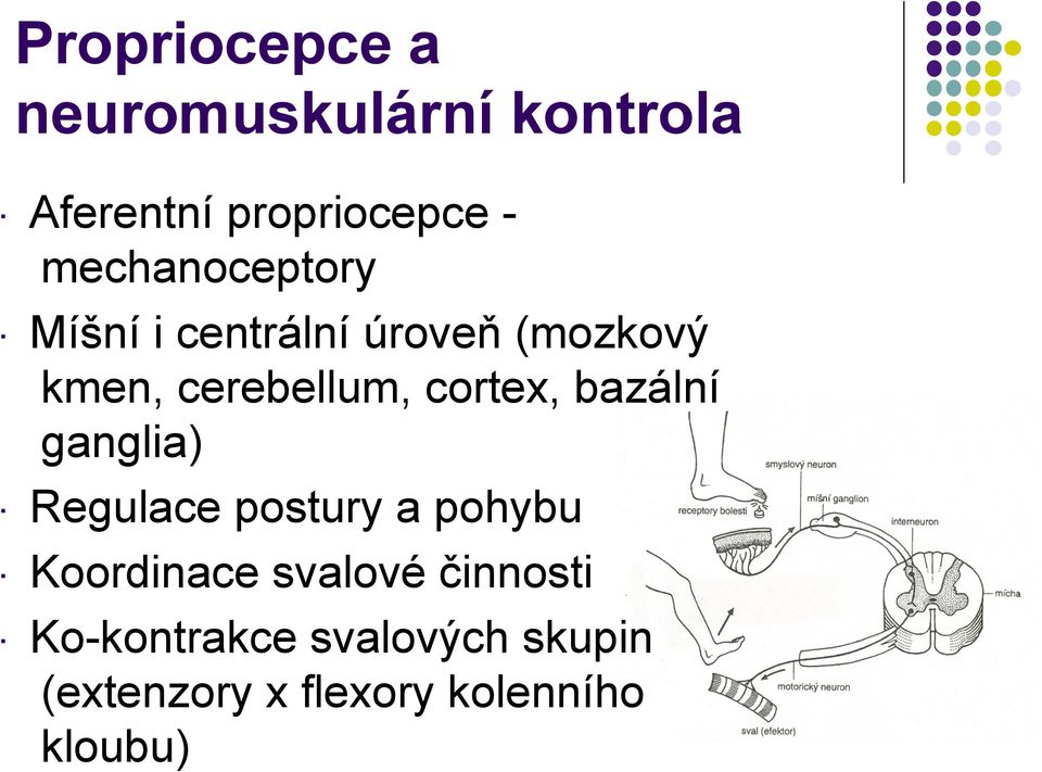 (mozkový kmen, cerebellum, cortex, bazální ganglia) Regulace postury