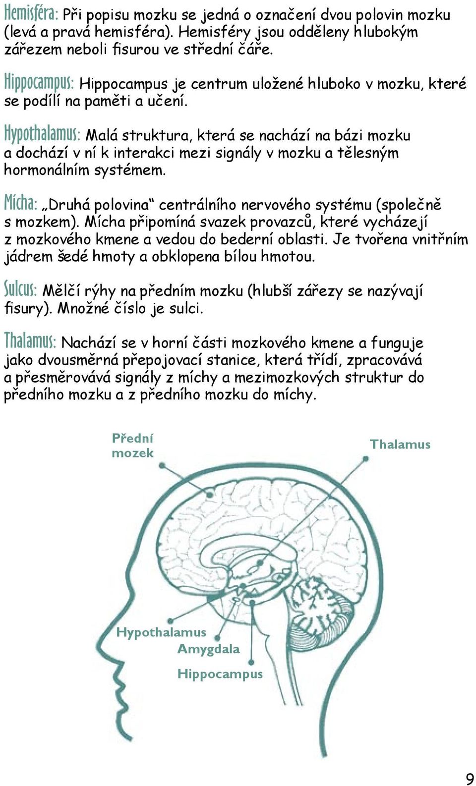 Hypothalamus: Malá struktura, která se nachází na bázi mozku a dochází v ní k interakci mezi signály v mozku a tělesným hormonálním systémem.