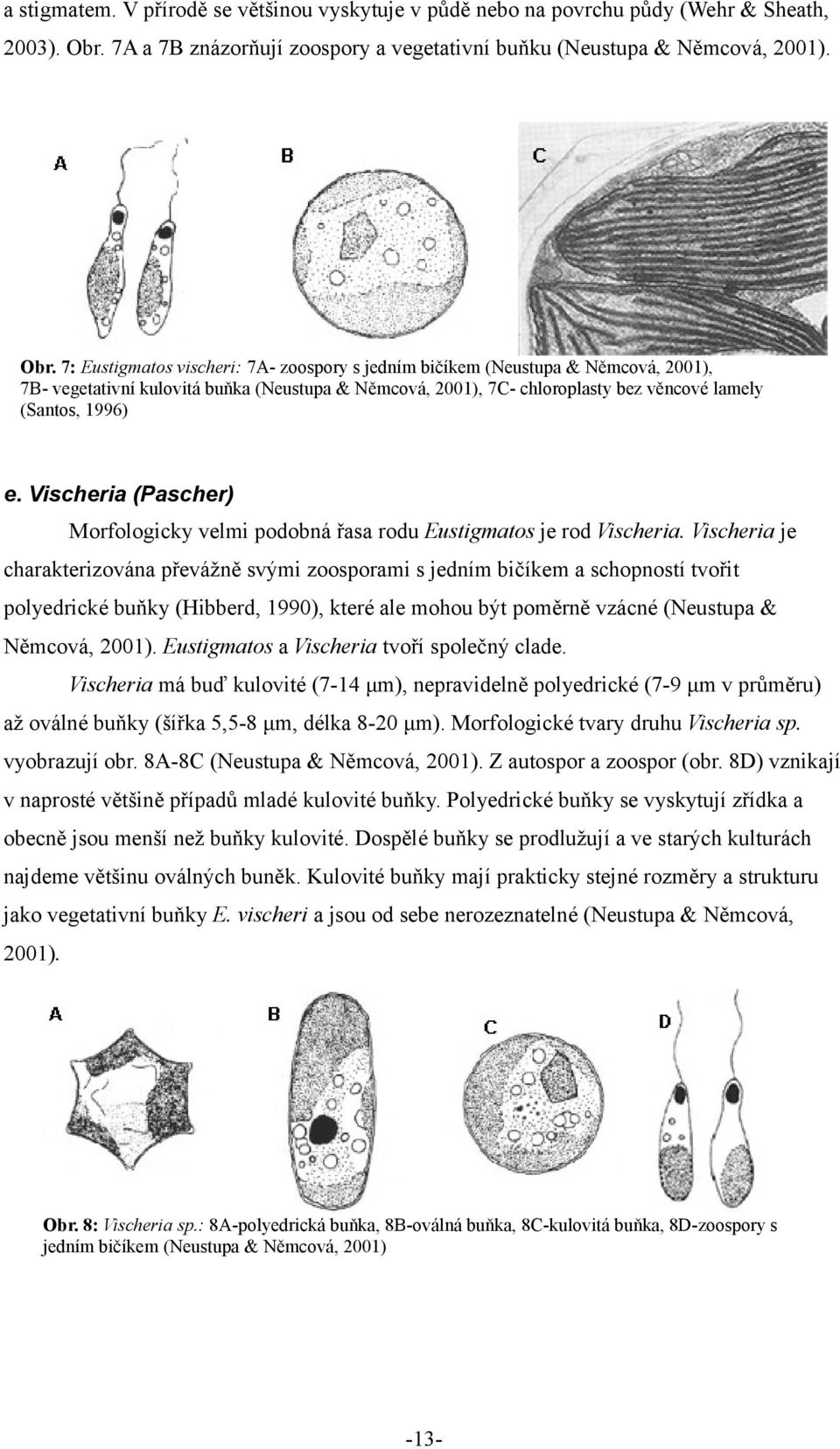 7: Eustigmatos vischeri: 7A- zoospory s jedním bičíkem (Neustupa & Němcová, 2001), 7B- vegetativní kulovitá buňka (Neustupa & Němcová, 2001), 7C- chloroplasty bez věncové lamely (Santos, 1996) e.