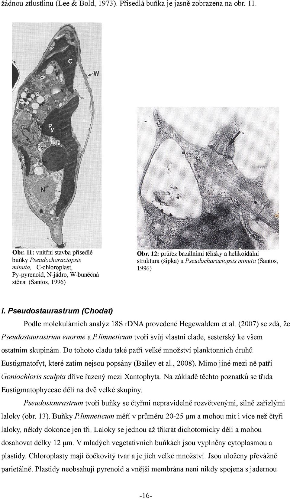 12: průřez bazálními tělísky a helikoidální struktura (šipka) u Pseudocharaciopsis minuta (Santos, 1996) i. Pseudostaurastrum (Chodat) Podle molekulárních analýz 18S rdna provedené Hegewaldem et al.