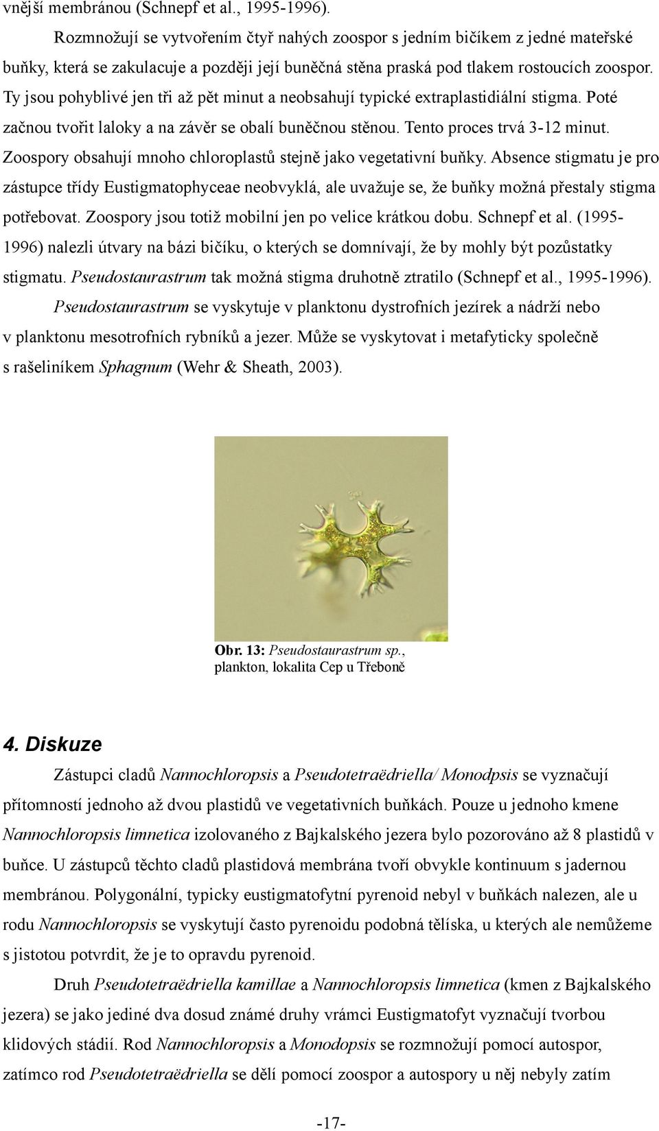 Ty jsou pohyblivé jen tři až pět minut a neobsahují typické extraplastidiální stigma. Poté začnou tvořit laloky a na závěr se obalí buněčnou stěnou. Tento proces trvá 3-12 minut.