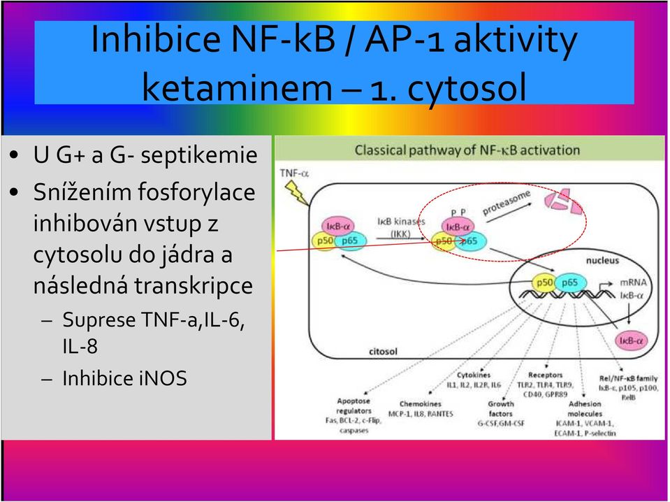 fosforylace inhibován vstup z cytosolu do