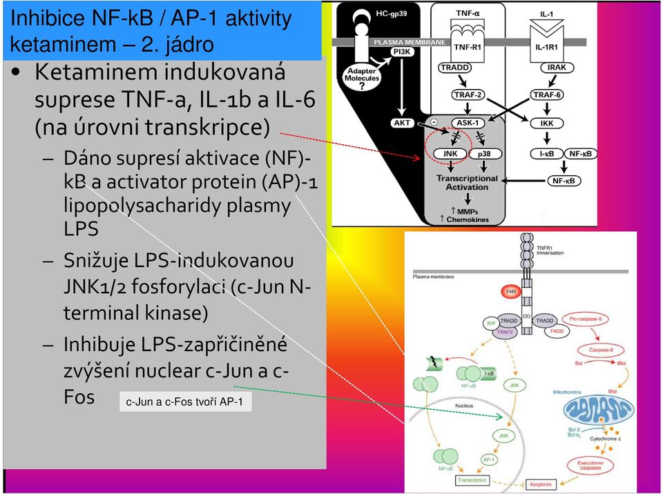 supresí aktivace (NF)- kb a activatorprotein (AP)-1 lipopolysacharidyplasmy LPS Snižuje