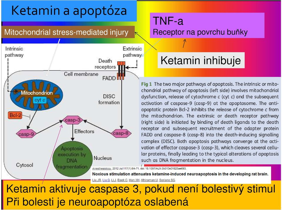 inhibuje Ketamin aktivuje caspase 3, pokud není