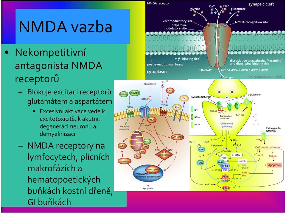 excitotoxicitě, k akutní, degeneraci neuronu a demyelinizaci NMDA