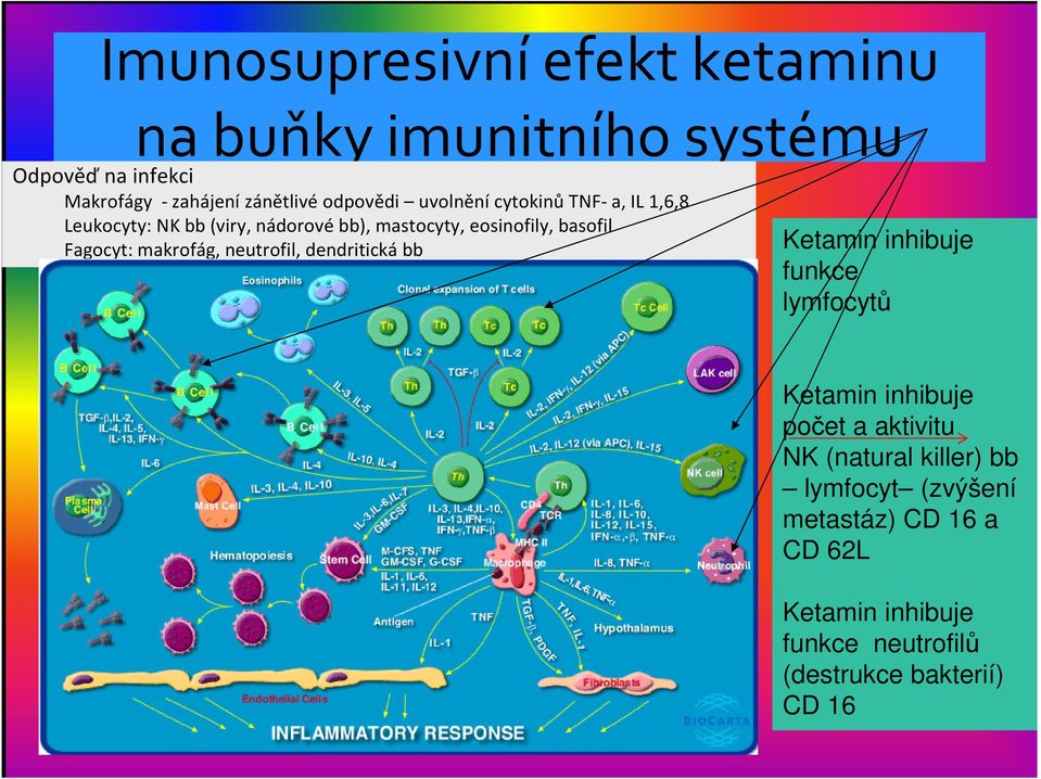 Fagocyt: makrofág, neutrofil, dendritická bb Ketamin inhibuje funkce lymfocytů Ketamin inhibuje počet a aktivitu NK