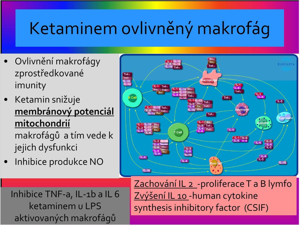 produkce NO Inhibice TNF-a, IL-1b a IL 6 ketaminemu LPS aktivovaných makrofágů Zachování