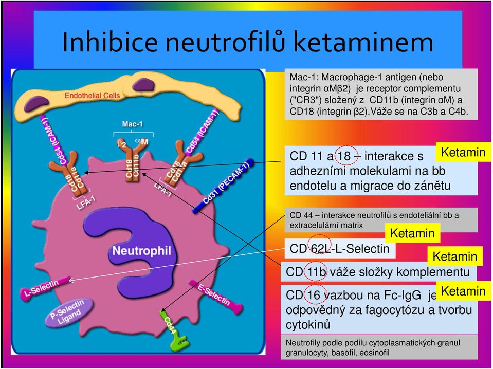 CD 11 a 18 interakce s Ketamin adhezními molekulami na bb endotelu a migrace do zánětu CD 44 interakce neutrofilů s endoteliální bb a