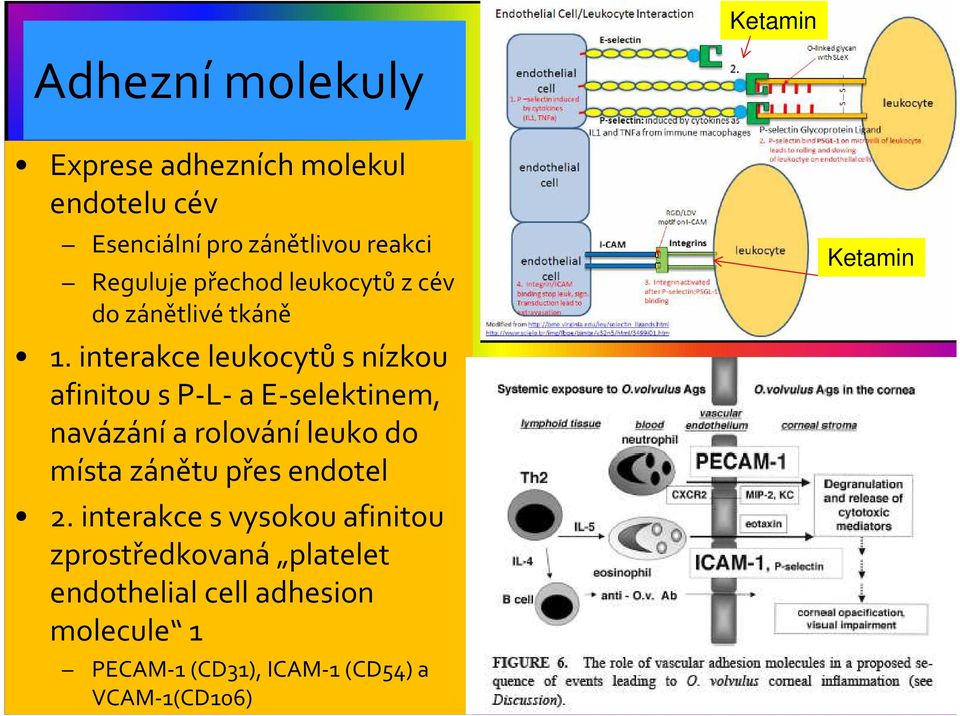 interakce leukocytů s nízkou afinitou s P-L-a E-selektinem, navázání a rolování leukodo místa zánětu