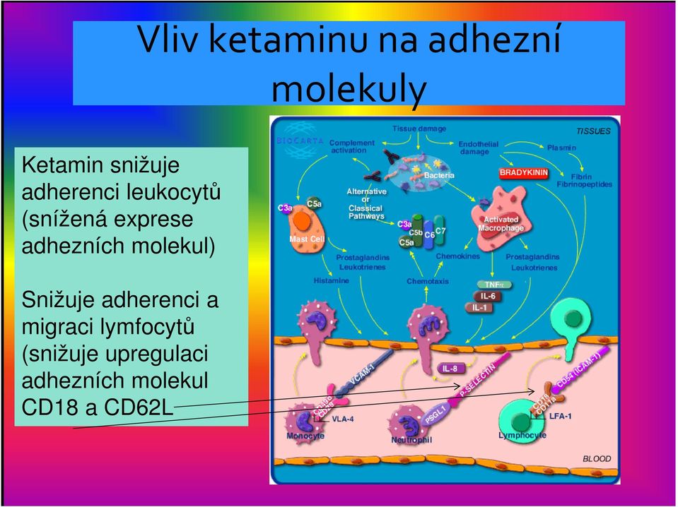 molekul) Snižuje adherenci a migraci lymfocytů