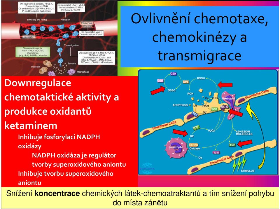 Inhibuje tvorbu superoxidového aniontu Ovlivnění chemotaxe, chemokinézya