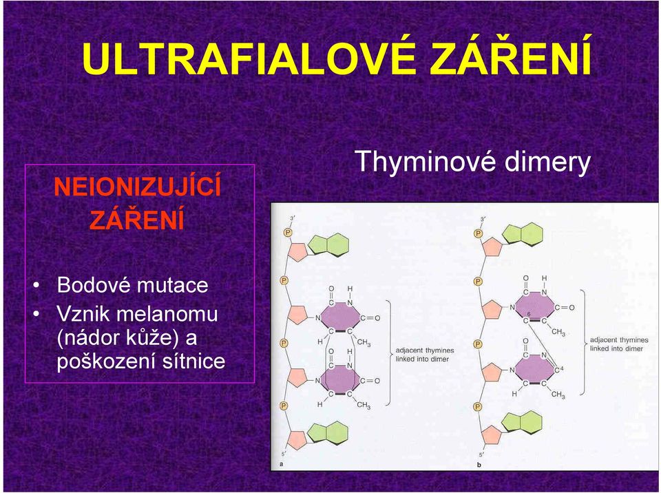 dimery Bodové mutace Vznik